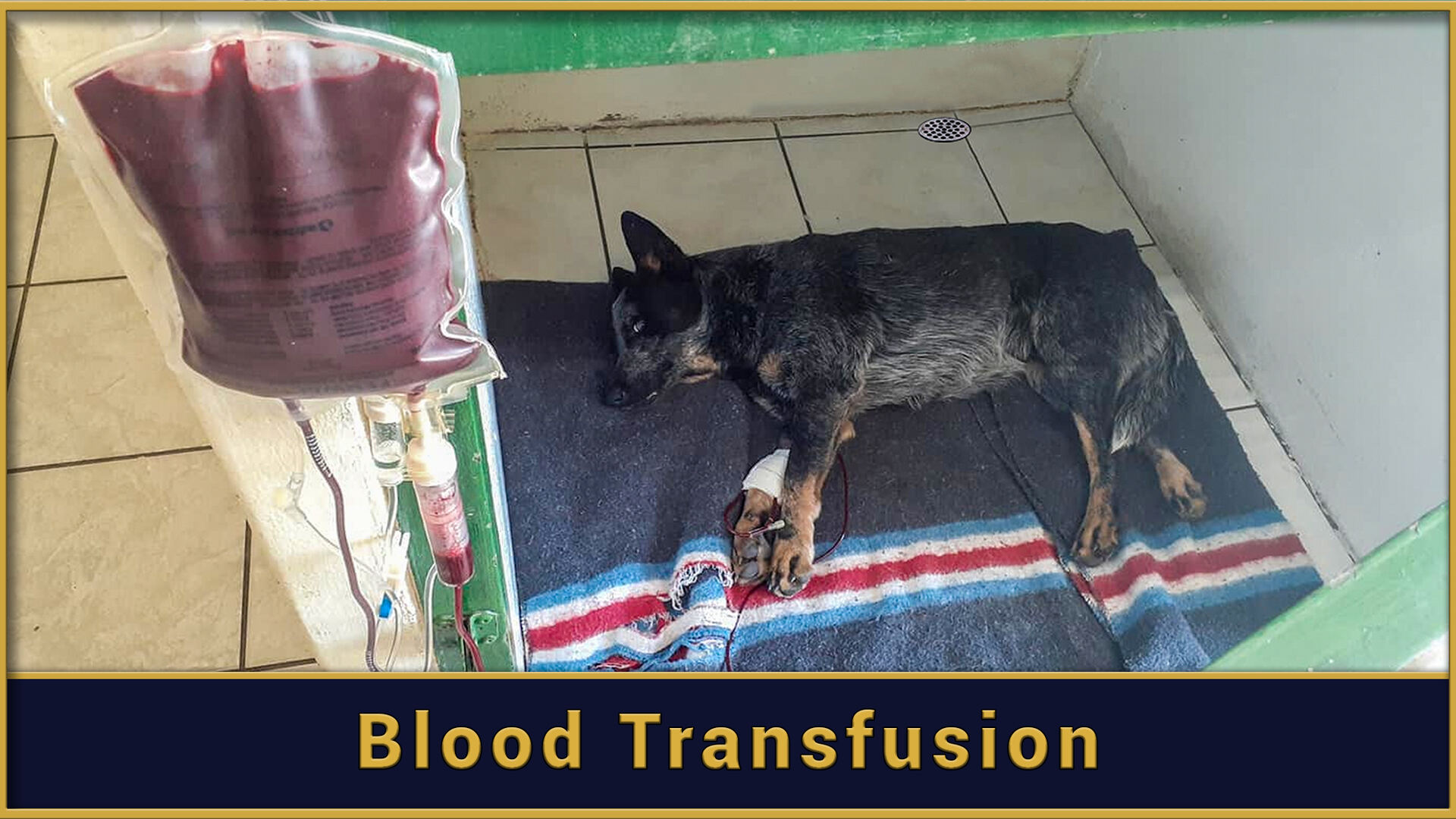 blood-transfusion.jpg