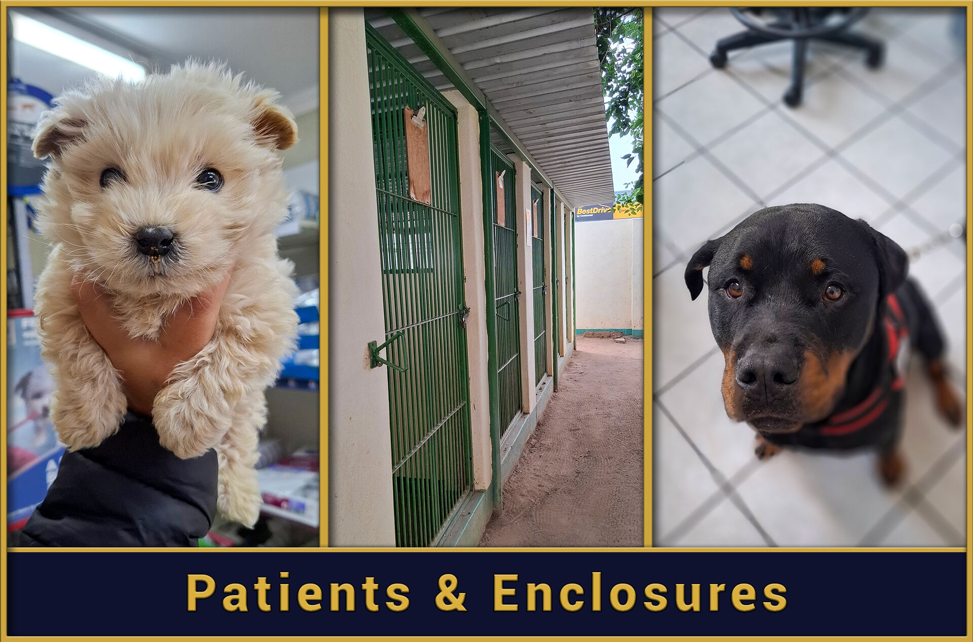 patients-and-enclosures.jpg